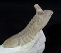 Asaphus Punctatus Trilobite - Exposted Hypostome #89054-4